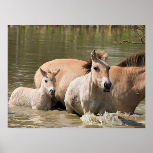 Mare met Foal Crossing a River Poster (Voorkant)