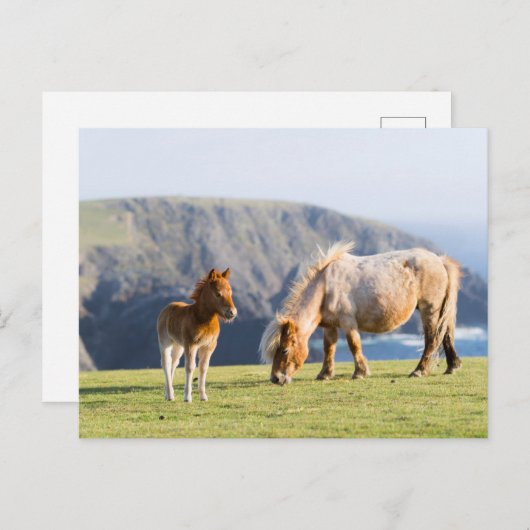 Mare with Foal, Shetland Islands, Scotland Briefkaart (Voorkant / Achterkant)