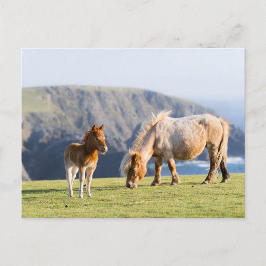 Mare with Foal, Shetland Islands, Scotland Briefkaart (Voorkant)