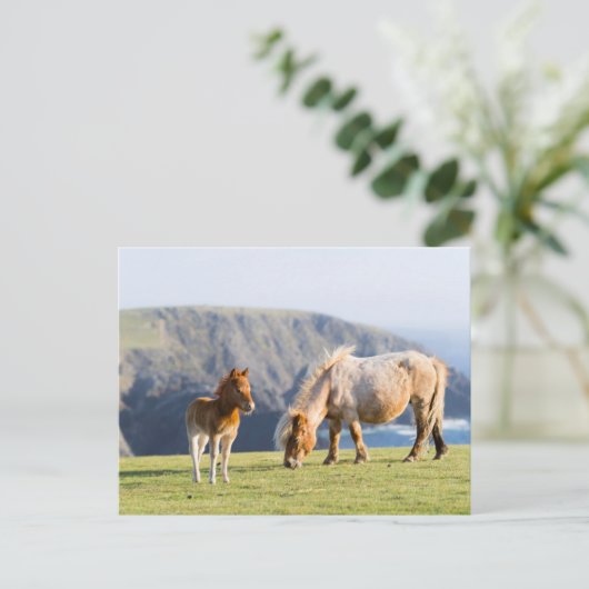 Mare with Foal, Shetland Islands, Scotland Briefkaart (Staand voorkant)