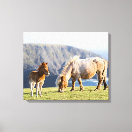 Mare with Foal, Shetland Islands, Scotland Canvas Afdruk (Voorkant)