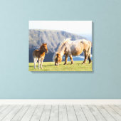 Mare with Foal, Shetland Islands, Scotland Canvas Afdruk (Insitu (Houten vloer))