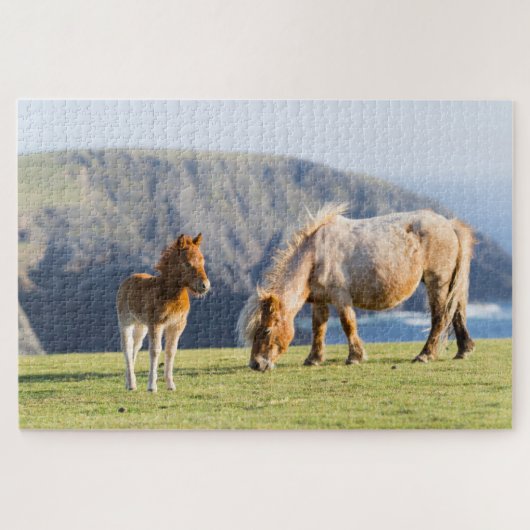 Mare with Foal, Shetland Islands, Scotland Legpuzzel (Horizontaal)