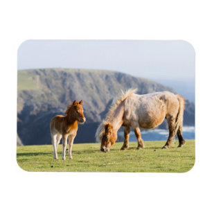 Mare with Foal, Shetland Islands, Scotland Magneet