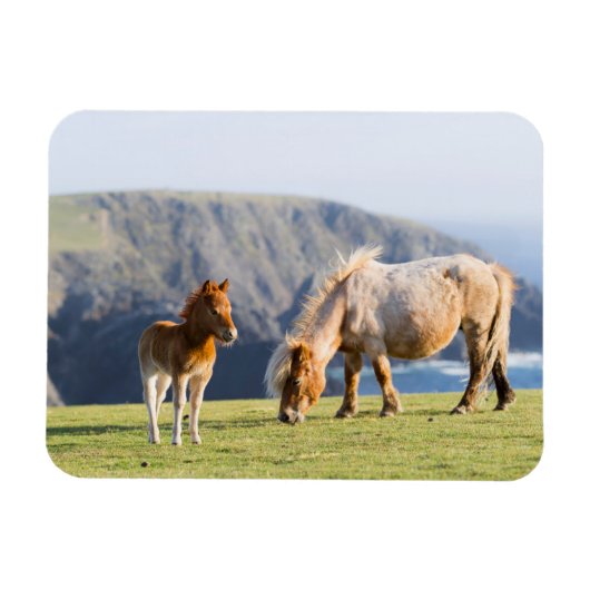 Mare with Foal, Shetland Islands, Scotland Magneet (Horizontaal)
