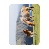 Mare with Foal, Shetland Islands, Scotland Magneet (Verticaal)