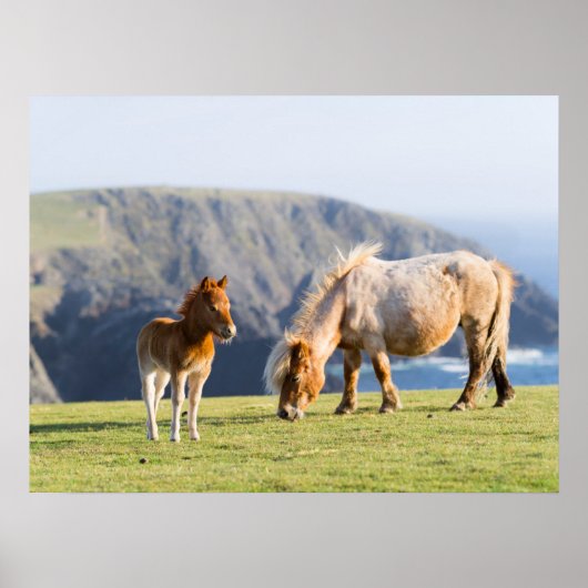 Mare with Foal, Shetland Islands, Scotland Poster (Voorkant)