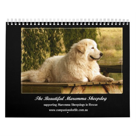 Maremma Sheepdog Calendar Kalender (Hoes)