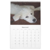 Maremma Sheepdog Calendar Kalender (Mar 2027)
