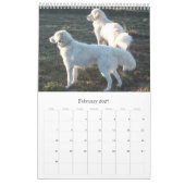 Maremma Sheepdog Calendar Kalender (Feb 2027)