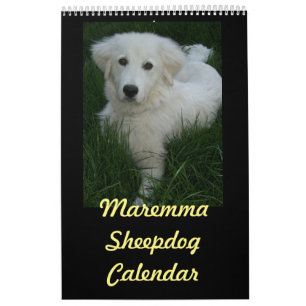 Maremma Sheepdog Calendar Kalender