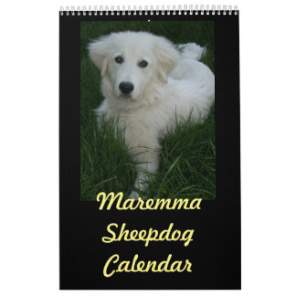 Maremma Sheepdog Calendar Kalender