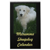 Maremma Sheepdog Calendar Kalender (Hoes)