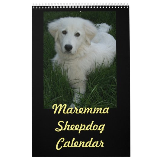 Maremma Sheepdog Calendar Kalender (Hoes)