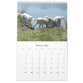 Maremma Sheepdog Calendar Kalender (Jan 2026)