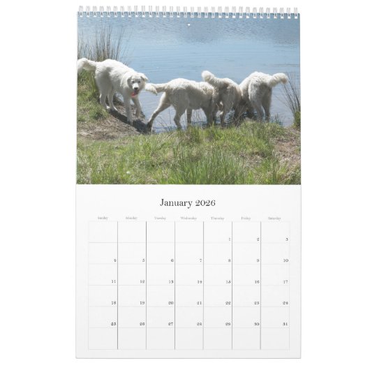 Maremma Sheepdog Calendar Kalender (Jan 2026)