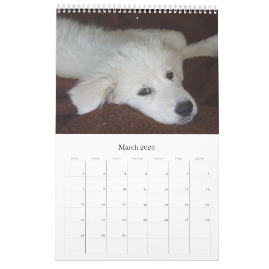Maremma Sheepdog Calendar Kalender (Mar 2026)