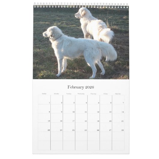 Maremma Sheepdog Calendar Kalender (Feb 2026)