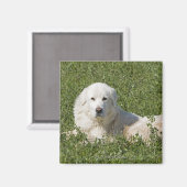 Maremma sheepdog in de weide werkt als vee magneet (Voorkant / Achterkant)