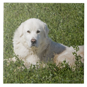 Maremma sheepdog in de weide werkt als vee tegeltje