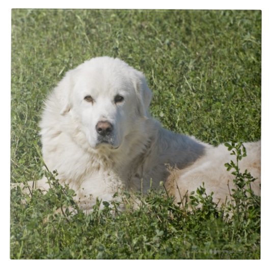 Maremma sheepdog in de weide werkt als vee tegeltje (Voorkant)