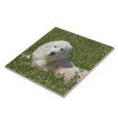 Maremma sheepdog in de weide werkt als vee tegeltje (Zijkant)