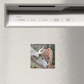 Maremmana Koe die haar Kalf Knuffelt Magneet (Insitu (Vaatwasser))