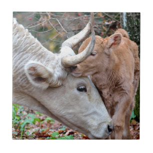 Maremmana Koe en Calf Tegeltje
