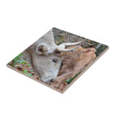 Maremmana Koe en Calf Tegeltje (Zijkant)