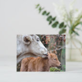 Maremmana Koe Licking Calf Briefkaart (Staand voorkant)