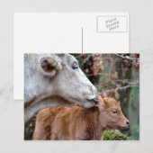 Maremmana Koe Licking Calf Briefkaart (Voorkant / Achterkant)