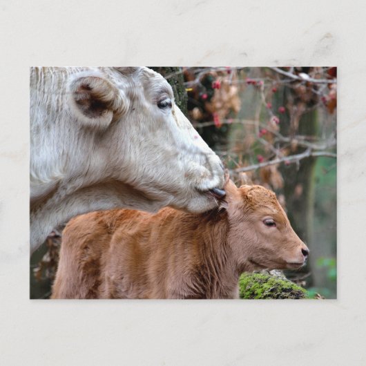 Maremmana Koe Licking Calf Briefkaart (Voorkant)