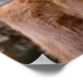 Maremmana Koe Licking Calf Ear Poster (Hoek)