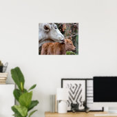 Maremmana Koe Licking Calf Ear Poster (Thuiskantoor)