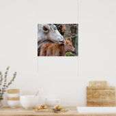 Maremmana Koe Licking Calf Ear Poster (Keuken)