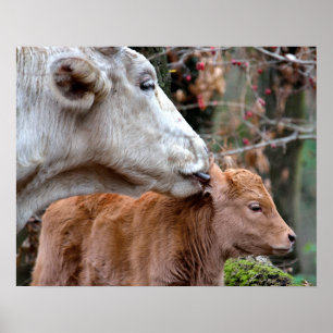 Maremmana Koe Licking Calf Ear Poster