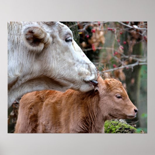Maremmana Koe Licking Calf Ear Poster (Voorkant)