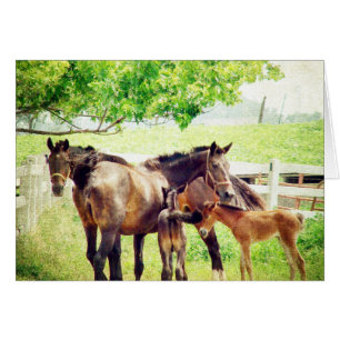 Mares en Foals