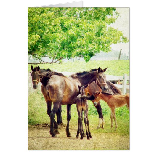 Mares en Foals (Voorkant)