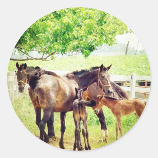 Mares en Foals Ronde Sticker (Voorkant)