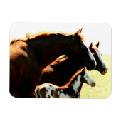 Mares en Foul Horses Magneet (Horizontaal)