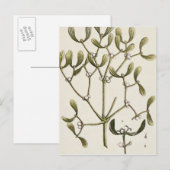 Maretak van "Nieuwsgierige Kruiden", 1782 Briefkaart (Voorkant / Achterkant)