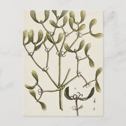 Maretak van "Nieuwsgierige Kruiden", 1782 Briefkaart (Voorkant)