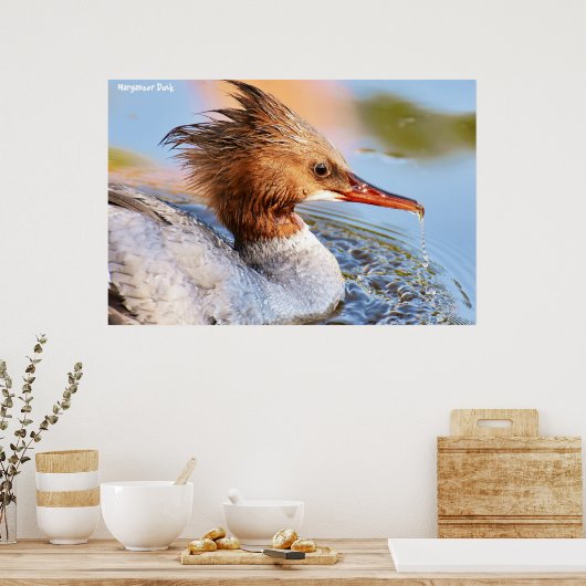 Marganser Duck Poster (Keuken)