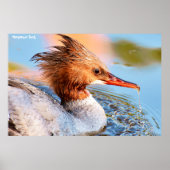 Marganser Duck Poster (Voorkant)