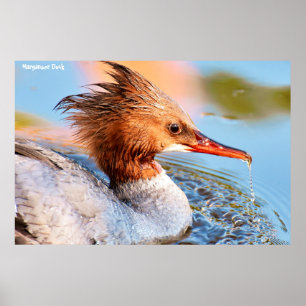 Marganser Eend Poster
