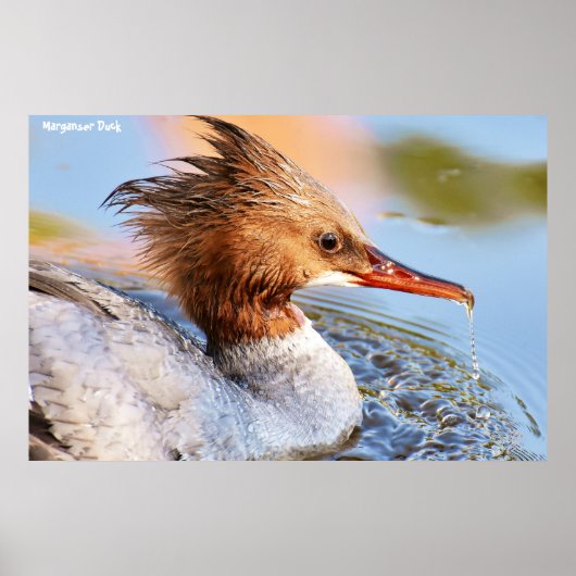 Marganser Eend Poster (Voorkant)