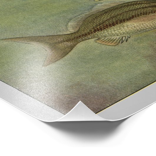 Margate Fish  Print Foto Afdruk (Hoek)