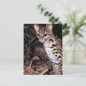 Margay (Felis wiedi) Briefkaart (Staand voorkant)