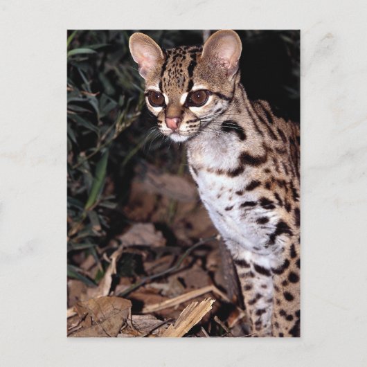 Margay (Felis wiedi) Briefkaart (Voorkant)